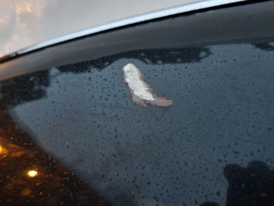 Капот Ford Explorer 4 2006-2010 6L2Z 16612 AA; 6L24 16612